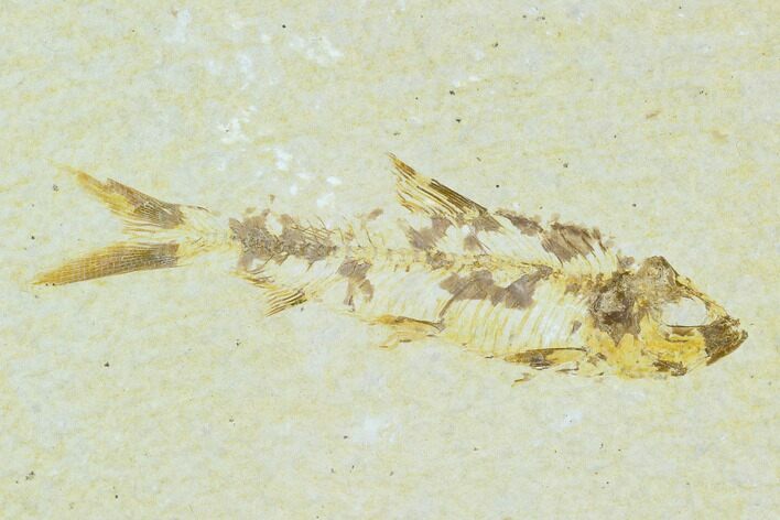 Bargain, Fossil Fish (Knightia) - Wyoming #120676